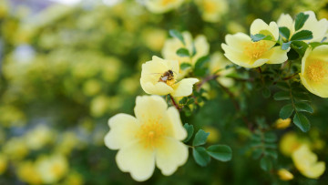 Картинка цветы шиповник ветка фон природа сад кусты листья насекомое цветение желтый пчела размытый пчелка