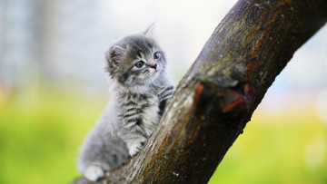 Картинка животные коты серый котенок ветка