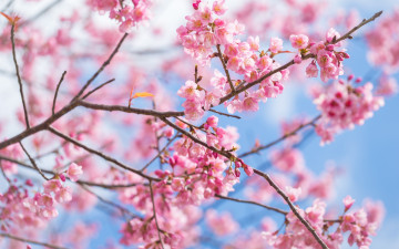 обоя цветы, сакура,  вишня, sakura, ветки, blossom, spring, цветение, pink, cherry, bloom, весна
