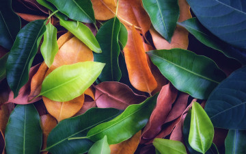 Картинка природа листья background leaves colorful texture фон