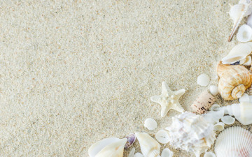 Картинка разное ракушки +кораллы +декоративные+и+spa-камни песок sand summer звезда starfish marine beach seashells пляж