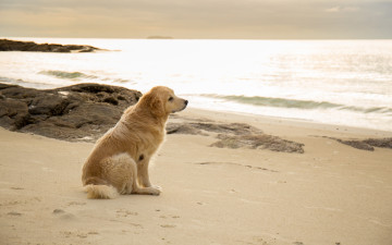 Картинка животные собаки labrador seascape retriever пляж лабрадор beach dog golden собака summer море песок ретривер лето sand sea