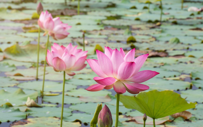 Обои картинки фото цветы, лотосы, лотос, бутоны, flowers, petals, lake, lotus, pink, розовый, озеро, waterlily