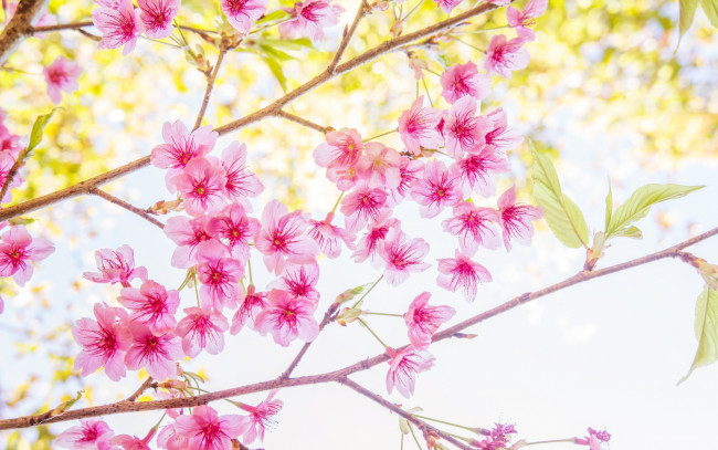 Обои картинки фото цветы, сакура,  вишня, bloom, весна, spring, цветение, ветки, sakura, cherry, blossom, pink