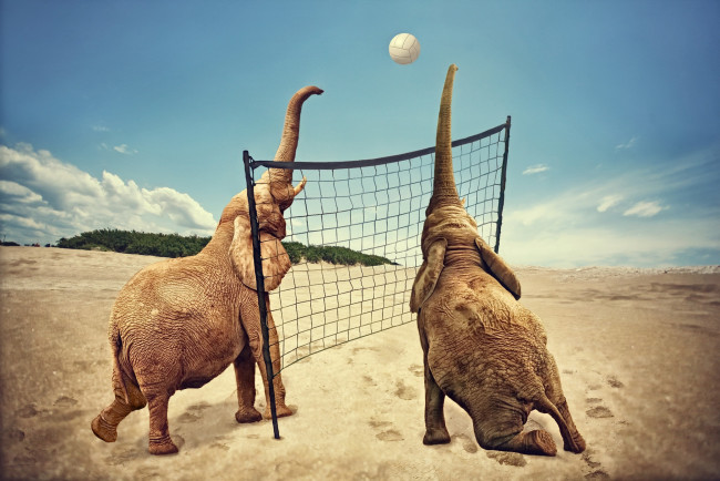 Обои картинки фото животные, слоны, волейбол, спорт