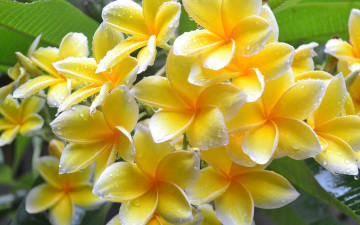 Картинка цветы плюмерия желтая капли