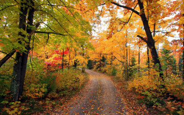 обоя природа, дороги, проселочная, дорога, осень, листопад