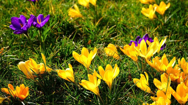 Обои картинки фото цветы, крокусы, желтые, лиловые, весна