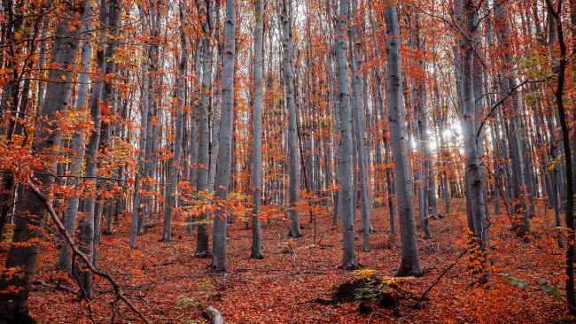 Обои картинки фото природа, лес, березовая, роща, осень, листопад