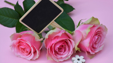 Картинка цветы розы розовые бутоны трио