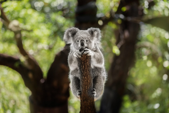 Обои картинки фото животные, коалы, коала