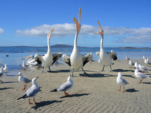 обоя базар, животные, птицы, чайки, пеликаны, пляж