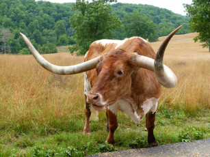 Картинка животные коровы буйволы корова рога