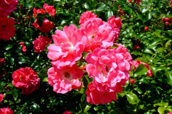 Картинка цветы розы чайные