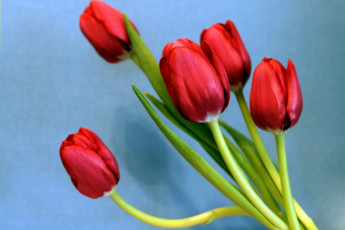 Картинка цветы тюльпаны стебли красный бутоны