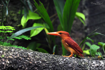 Картинка животные зимородки kingfisher