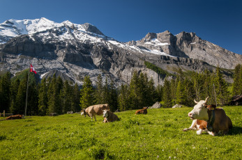 Картинка животные коровы буйволы горы луг швейцария switzerland