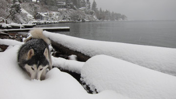 Картинка животные собаки озеро снег собака