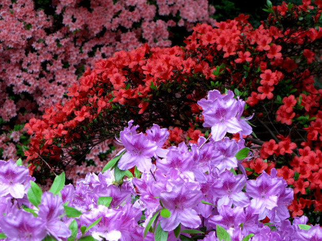 Обои картинки фото цветы, рододендроны, азалии, красный, розовый, цветение