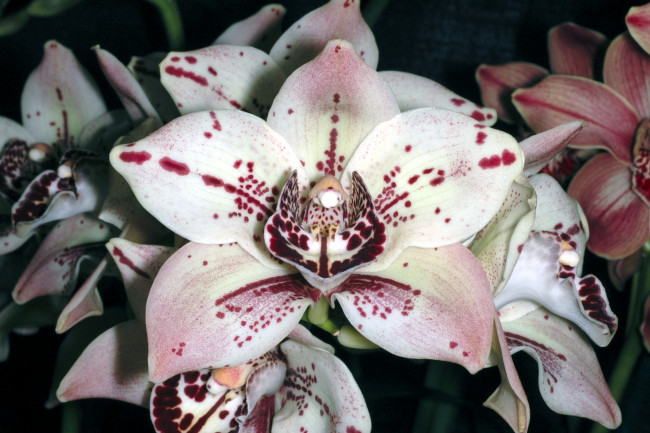 Обои картинки фото цветы, орхидеи, лепестки, экзотика