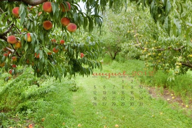 Обои картинки фото календари, природа, сад, деревья, персики