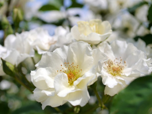 Картинка цветы розы макро боке белые
