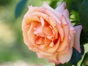 Картинка цветы розы макро лепестки