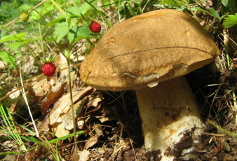 Картинка природа грибы гриб листья трава