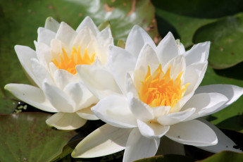 Картинка цветы лилии водяные нимфеи кувшинки белый дуэт
