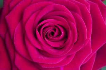 Картинка цветы розы лепестки макро
