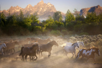Картинка животные лошади природа табун
