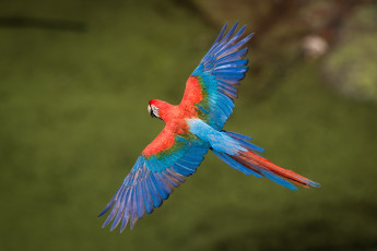 Картинка животные попугаи ара полет
