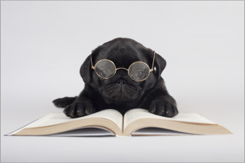 Картинка животные собаки очки книги