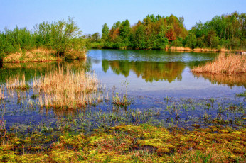 Картинка германия лаупхайм природа реки озера река камыши деревья