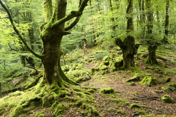 Картинка природа лес деревья мох