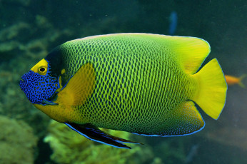 Картинка животные рыбы тропики