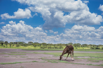 Картинка животные жирафы облака саванна шея