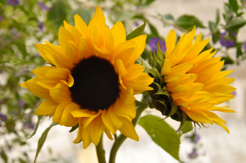 Картинка sunflower цветы подсолнухи листья корзинки