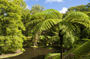 Картинка terra nostra botanical gardens furnas португалия природа парк пальмы водоем деревья