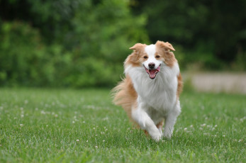 Картинка животные собаки настроение радость