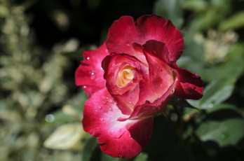 Картинка цветы розы бутон лепестки макро капли