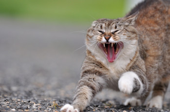 Картинка животные коты котэ потягушки зевок