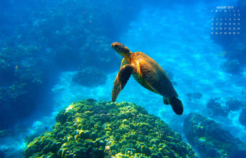 Картинка календари животные черепаха море