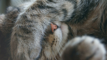 Картинка животные коты лапа кот нос