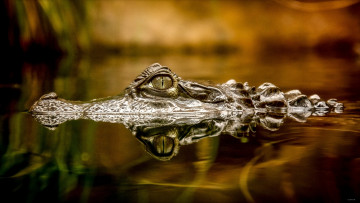 Картинка животные крокодилы вода отражение