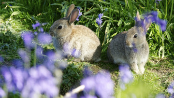 Картинка животные кролики зайцы парочка боке