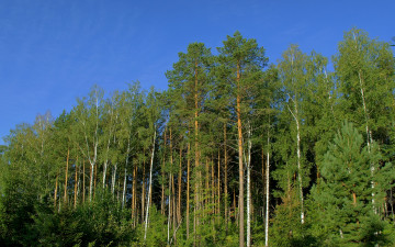 Картинка природа лес небо сосны