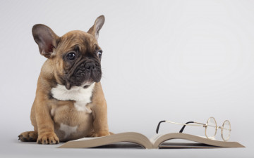 Картинка животные собаки собака книга очки