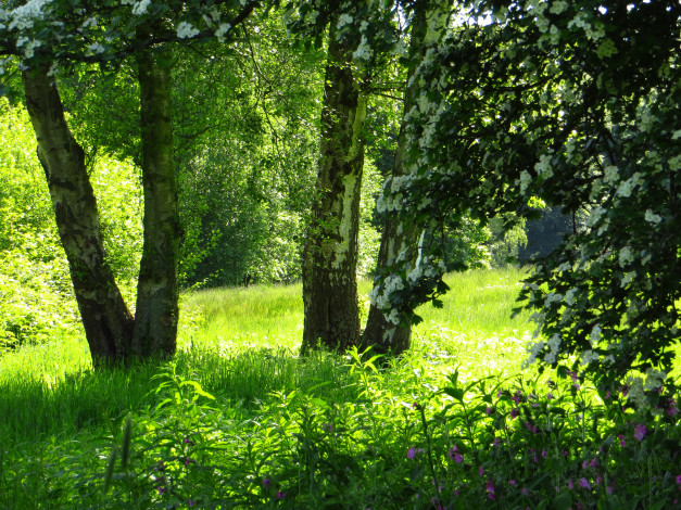 Обои картинки фото природа, деревья, лето, трава, парк