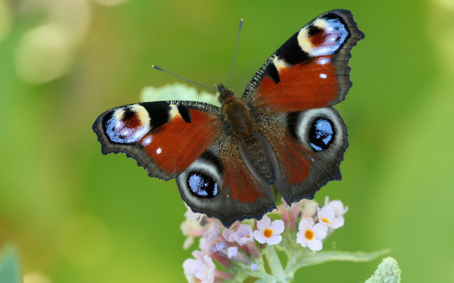 Обои картинки фото животные, бабочки, крылья, павлиний, глаз